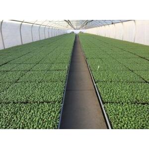 Aeromist Pinnacle Misting Kit