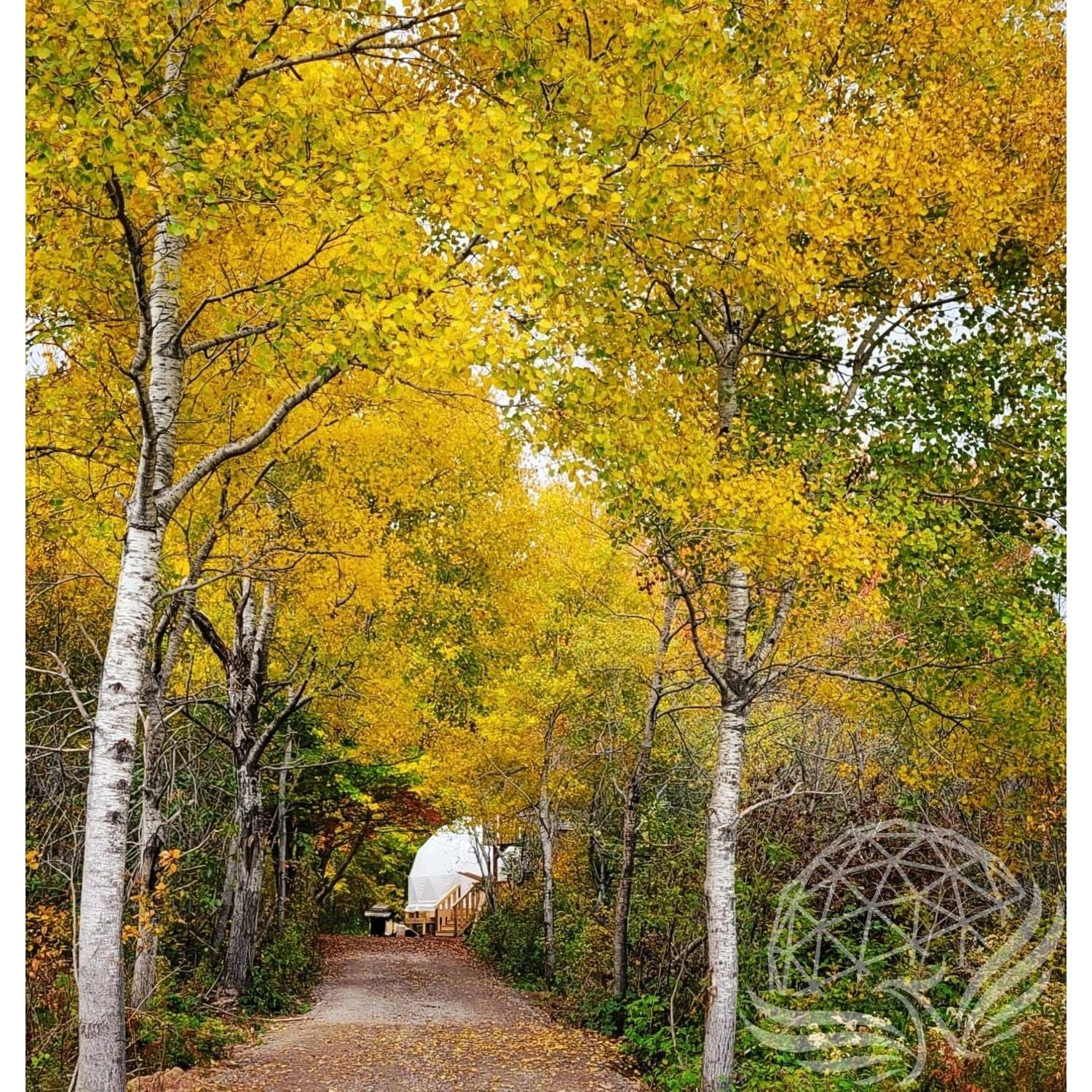 Phoenix Domes 20ft / 6m Glamping Dome